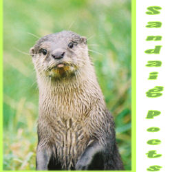 Sandaig Otter