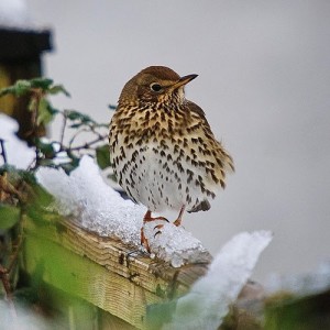 Darkling Thrush